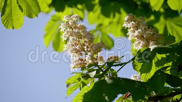 栗子花序的特写一棵栗子树的叶子在晴天视频的预览图