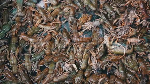 鱼类市场上的小龙虾视频的预览图