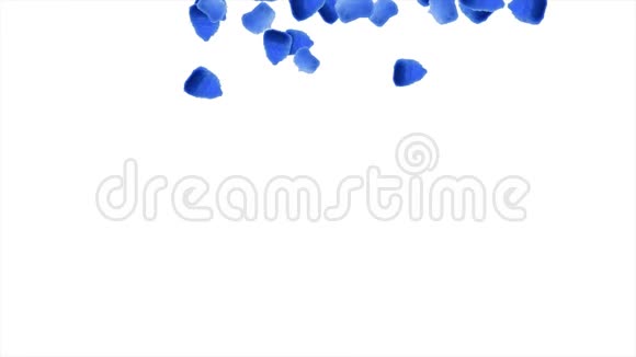 飘落的水彩花叶背景白色背景上的蓝色花抽象手绘水彩背景视频的预览图