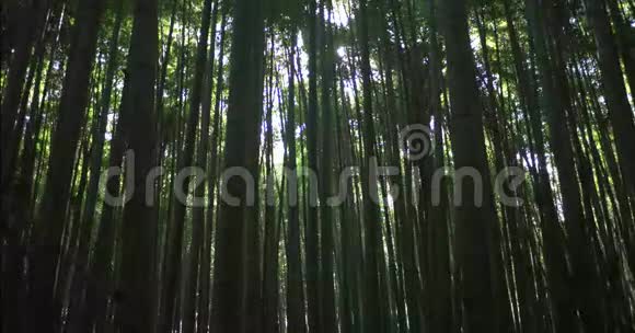 京都美丽的竹枕视频的预览图