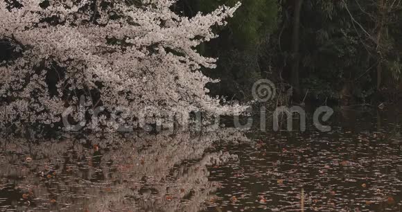 公园附近的樱花白天多云中日视频的预览图