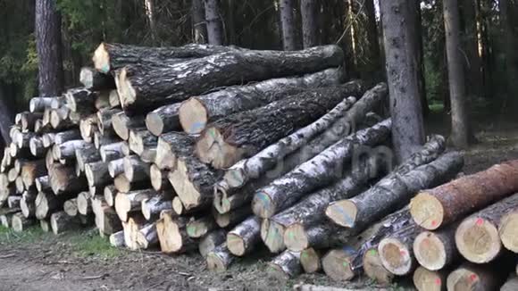 一堆木头视频的预览图
