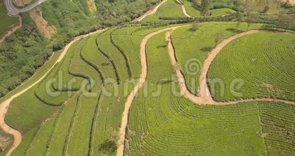 早上在斯里兰卡用茶园俯瞰群山视频的预览图