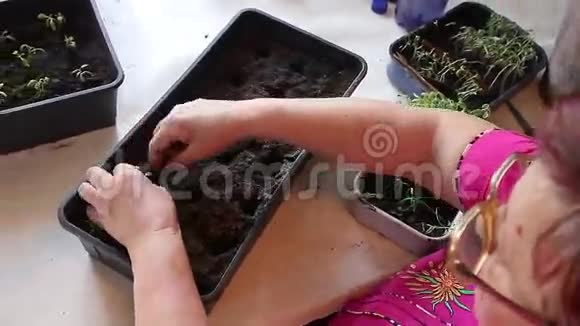 一位成年妇女的手正在用泥土把幼苗种植成容器视频的预览图