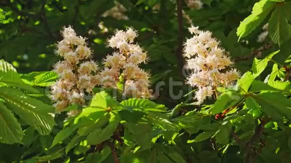 栗子花序的特写一棵栗子树的叶子在晴天视频的预览图