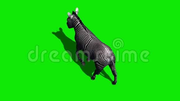 斑马走循环阴影绿色屏幕顶部视图1视频的预览图