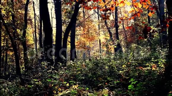 色彩斑斓的秋林全高清视频的预览图