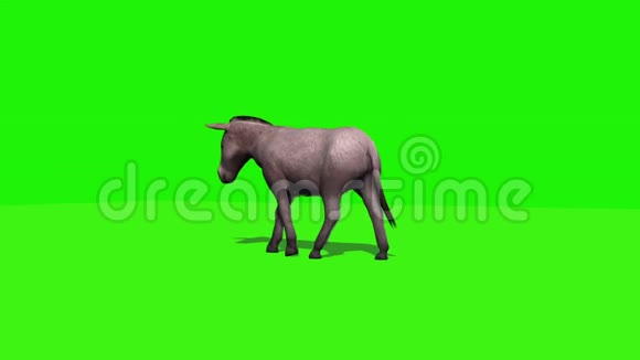 驴子行走后视循环绿色屏幕视频的预览图
