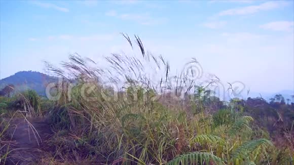 PhuSoidao国家公园山上的草和树视频的预览图