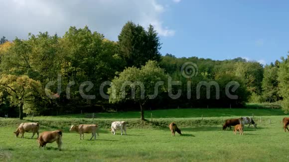 在法国阿尔萨斯与奶牛的绿色牧场视频的预览图