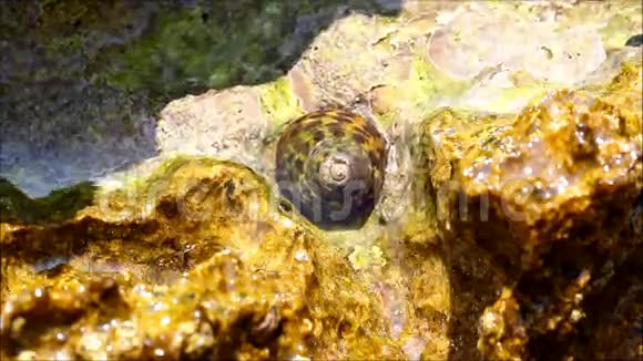 清澈的海水海岸上的岩石和蜗牛视频的预览图