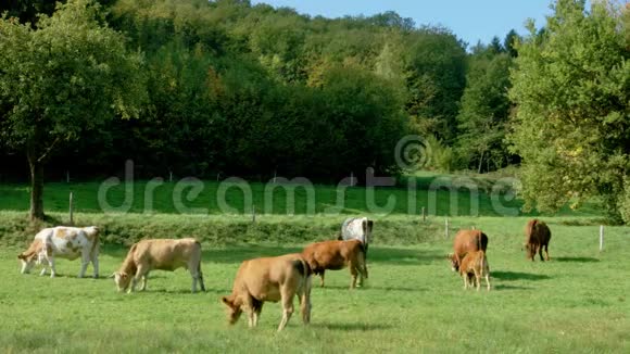 在法国阿尔萨斯与奶牛的绿色牧场视频的预览图