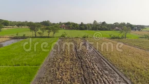 印尼稻田农民视频的预览图