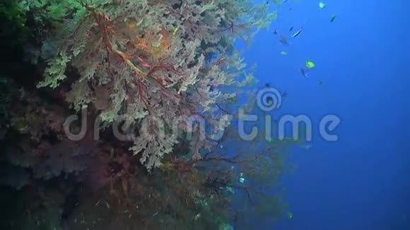 珊瑚礁巨大的五颜六色的海扇视频的预览图