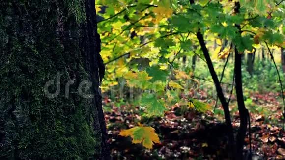 色彩斑斓的秋林全高清视频的预览图