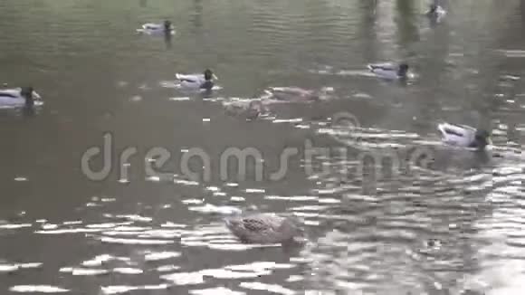 可爱的冬天加拿大鹅和许多野鸭在池塘里视频的预览图
