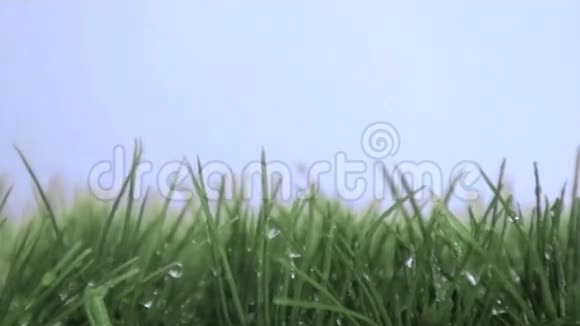 水在草地上以超慢的速度落下视频的预览图