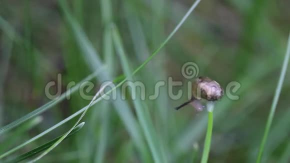在草叶上跳舞的蜗牛视频的预览图