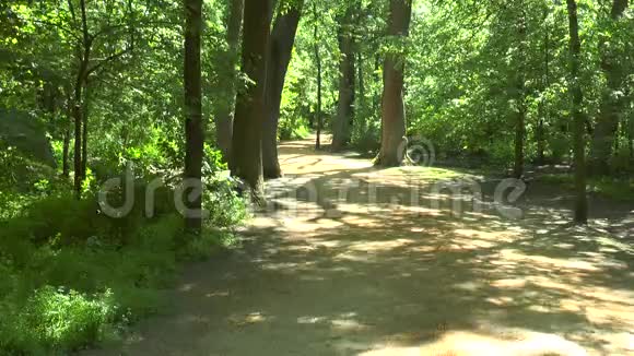 晴天的森林之路视频的预览图