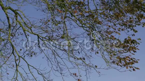 树枝与蓝天形成对比视频的预览图