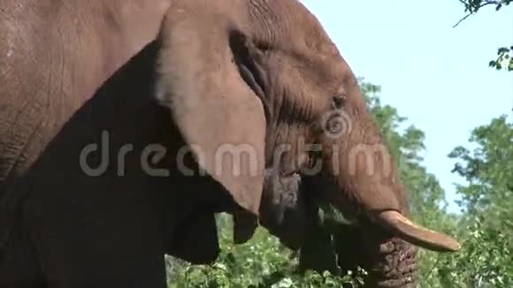 在灌木丛中放牧的大象视频的预览图