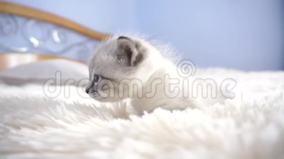 一只白色的小猫在毛茸茸的毯子上视频的预览图