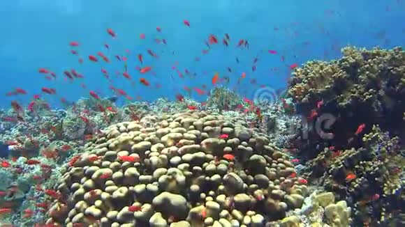 带鱼群的热带珊瑚礁景象视频的预览图