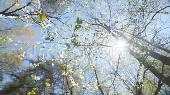 抬头望着一棵梅树的树冠下视频的预览图