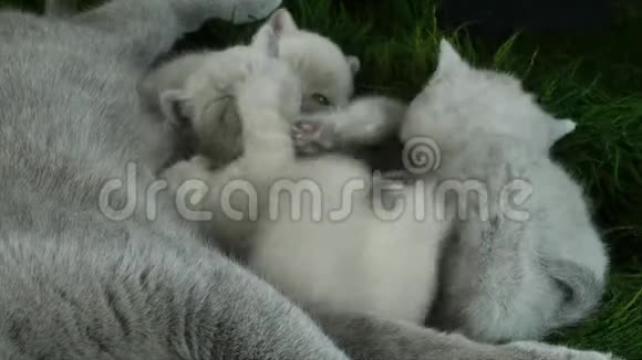 英国短毛小猫躺在绿色毛毯上视频的预览图