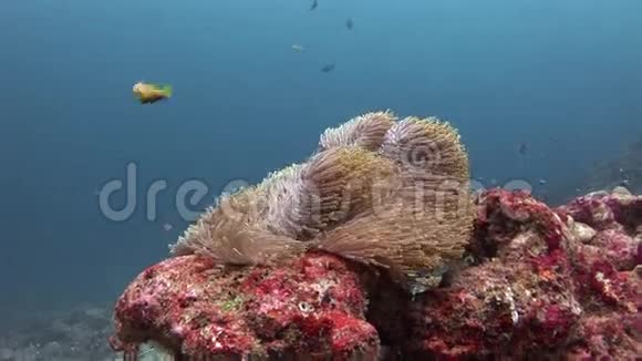 马尔代夫野生动物海底的海葵和小丑鱼视频的预览图
