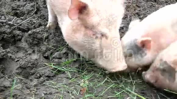 年轻的粉红小猪和老的棕色小猪正在吃新鲜的青草和粉碎南瓜视频的预览图