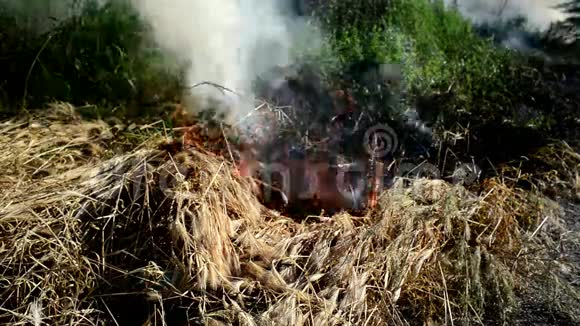 夏草在野火中燃烧自然灾害视频的预览图