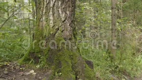 林中有地衣和苔藓的古树林树自然绿木森林里树上的苔藓视频的预览图