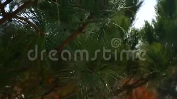 黑山靠近大海的松树枝视频的预览图