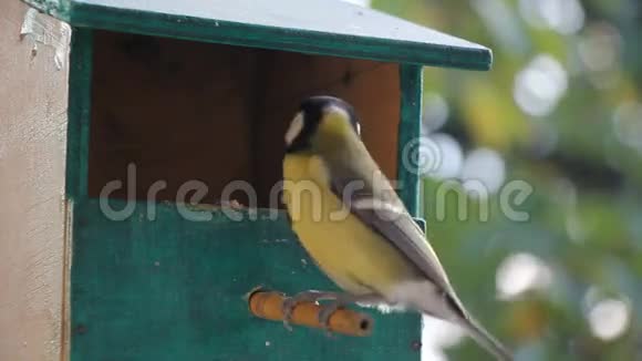 鸟雀在觅食视频的预览图