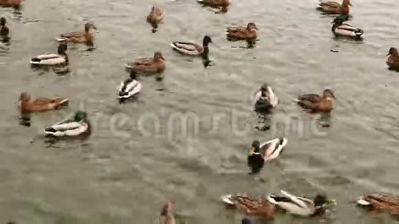 冬天鸭子在池塘里游泳视频的预览图