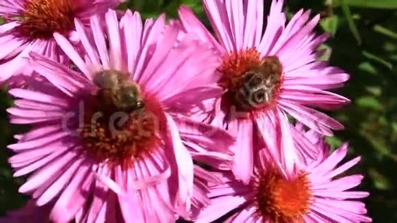蜜蜂坐在花园里的星宿上视频的预览图