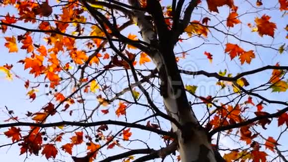枫树从低角度移动视频的预览图