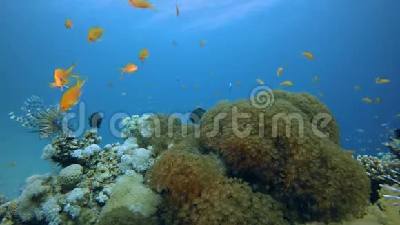 碧水珊瑚礁鱼视频的预览图