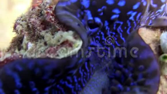 马尔代夫海底海底的双壳类软体动物视频的预览图
