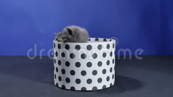 小猫躲在圆盒子里视频的预览图