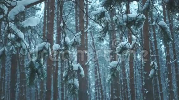 松冬林降雪视频的预览图