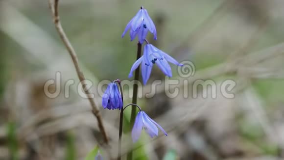 春天森林里的蓝铃视频的预览图