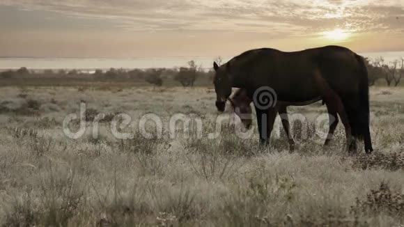 母马在傍晚的阳光下带着幼嫩的草视频的预览图