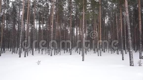 冬季森林降雪视频的预览图
