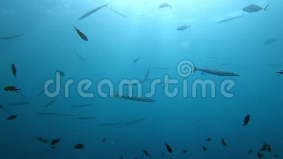 在蓝水中游泳的巴拉库达的背光场景视频的预览图