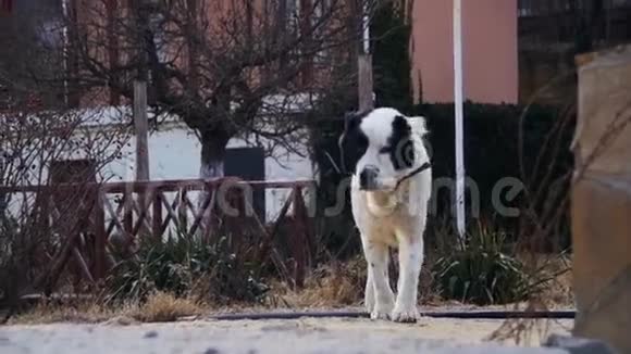 饥饿的无家可归的大狗在街上的冬季燕麦食品慢动作视频的预览图