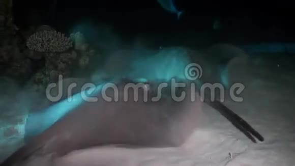 黑色斑点黄貂鱼夜猎在礁石上视频的预览图
