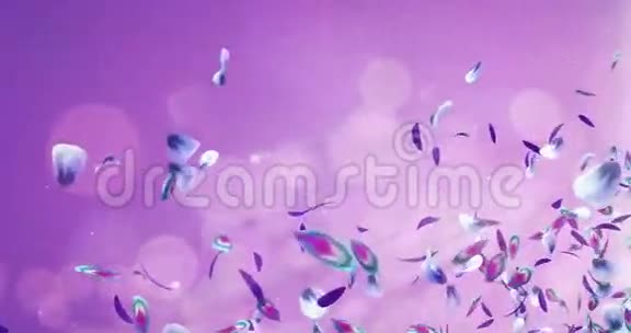 飞行浪漫蓝紫紫兰花花瓣占位符环4k视频的预览图