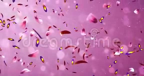 飞行浪漫红粉紫花花瓣轻波克背景环4k视频的预览图
